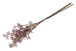Bær gren purple