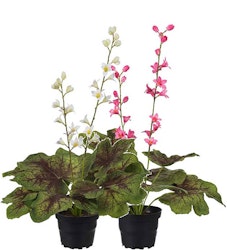 Alunrot plante