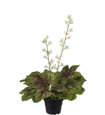Alunrot plante