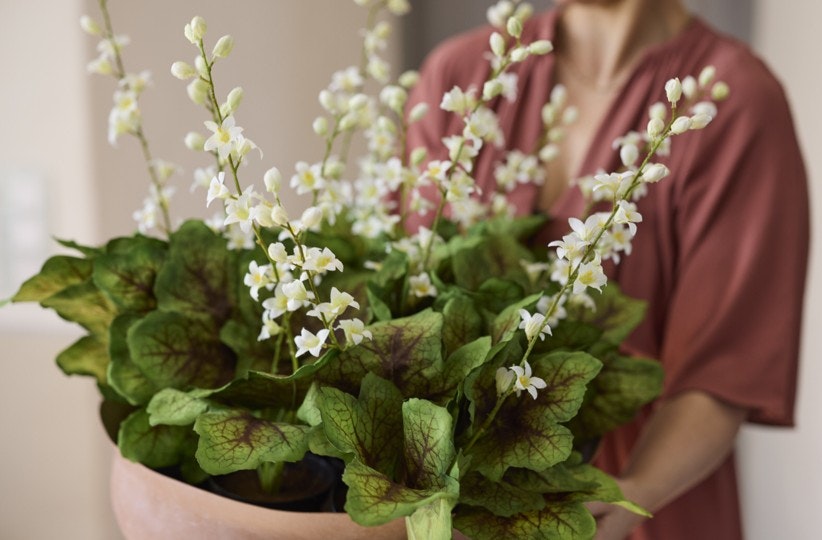 Alunrot plante