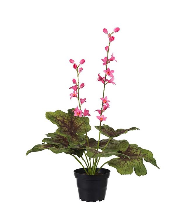 Alunrot plante