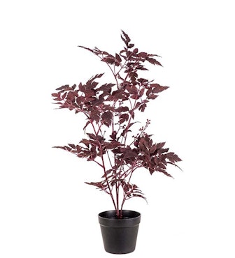 Silverax plante
