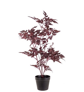 Silverax plante