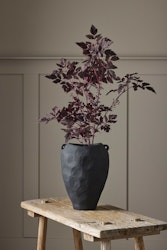 Silverax plante