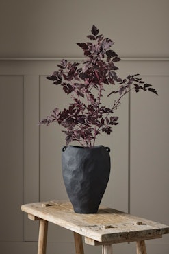Silverax plante