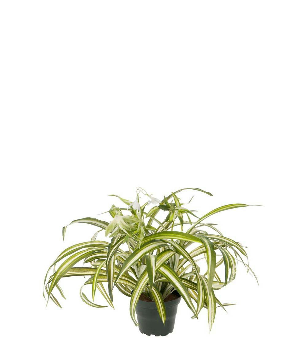 Clorophyton plante
