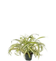 Clorophyton plante