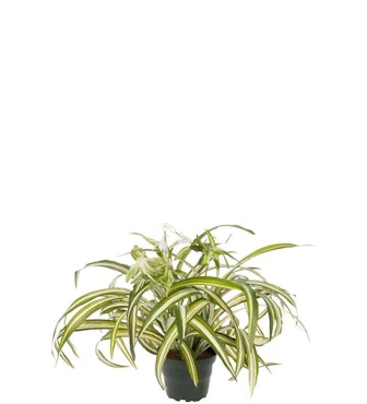 Clorophyton plante