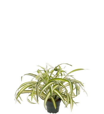 Clorophyton plante