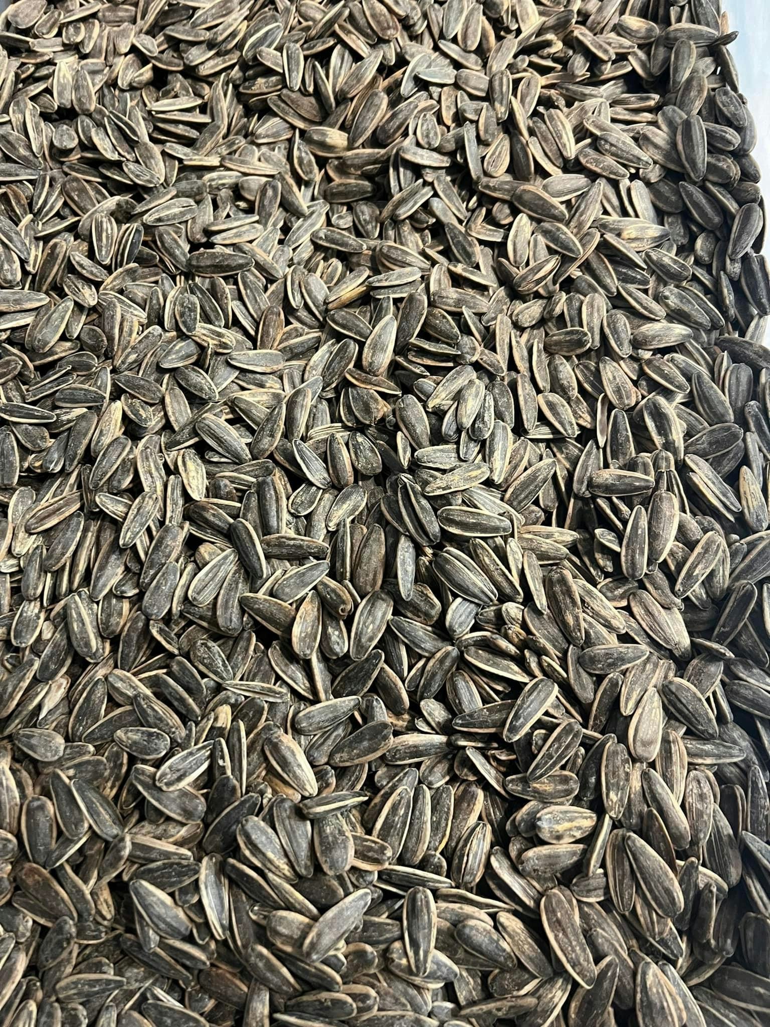 Saltet Solsikkefrø 1000g