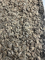 Saltet Solsikkefrø 1000g