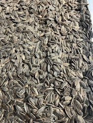 Saltet Solsikkefrø 1000g