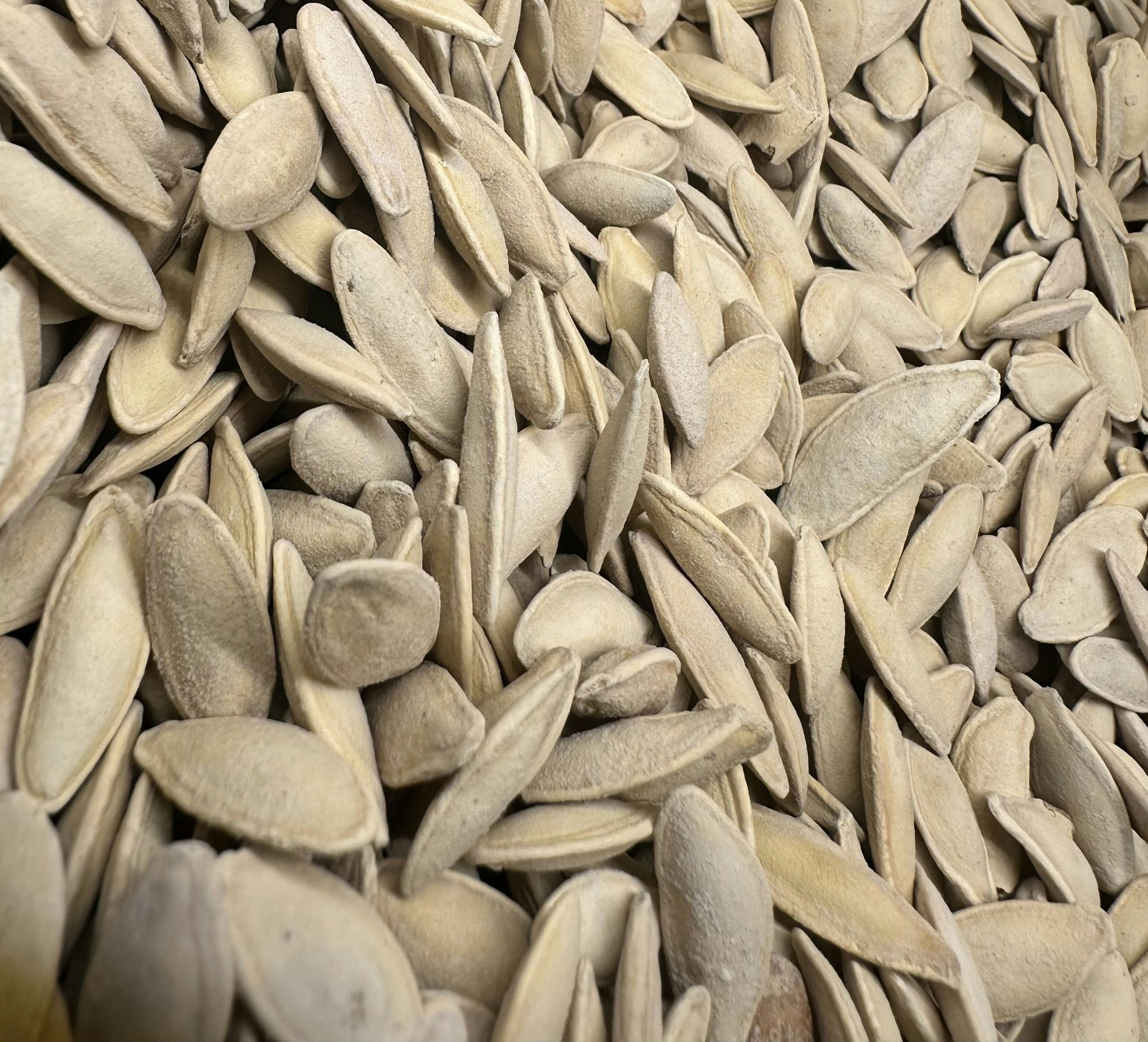 Saltet Squash frø 1000g بزر كوسا