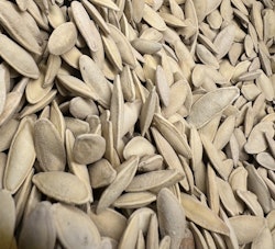 Saltet Squash frø 1000g بزر كوسا