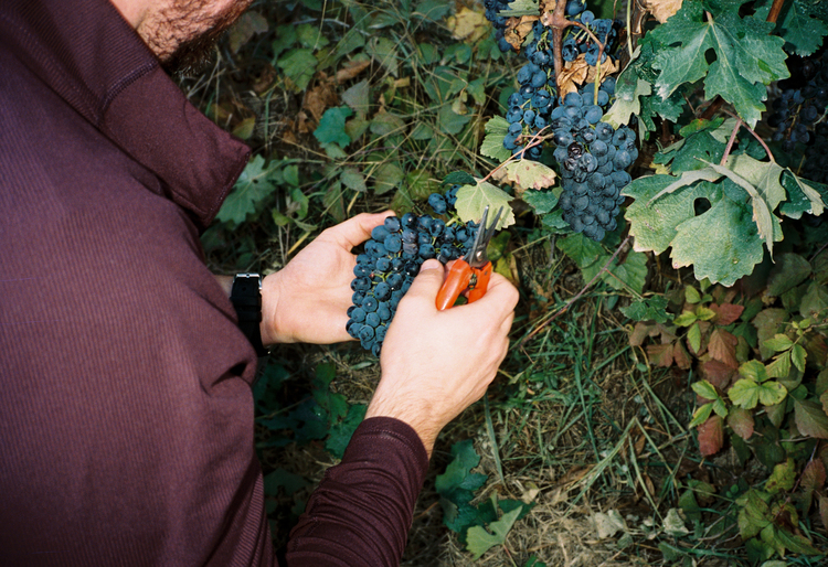 Bli fatägare 2022 - Pinot Noir från Pfalz