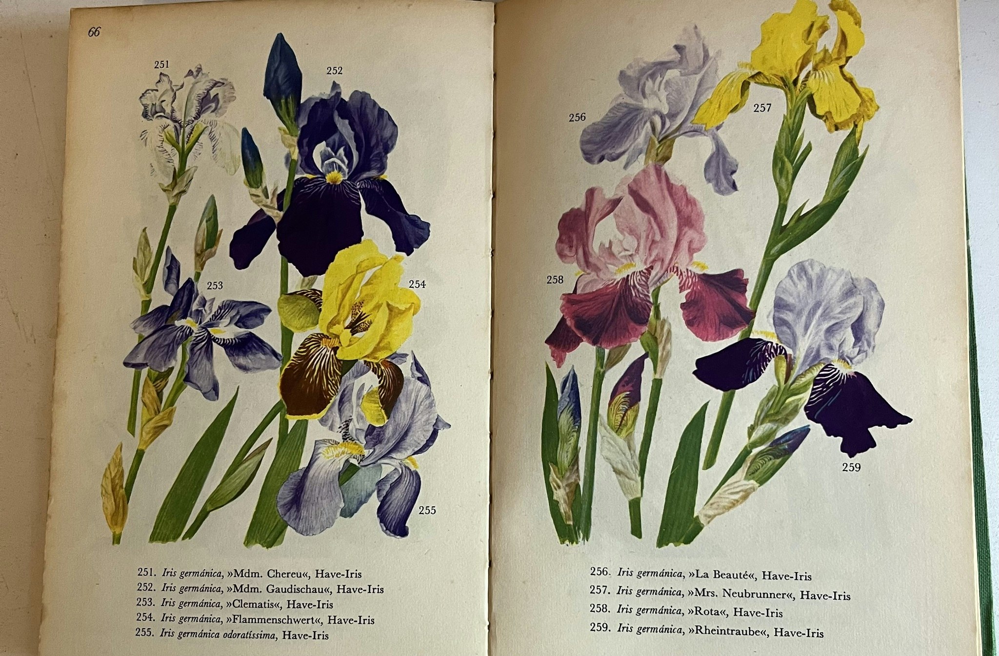 Bog - Havens blomster i farver