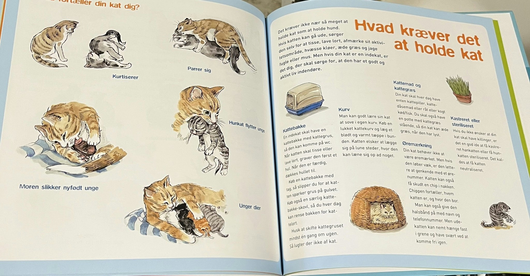Mit kæledyr