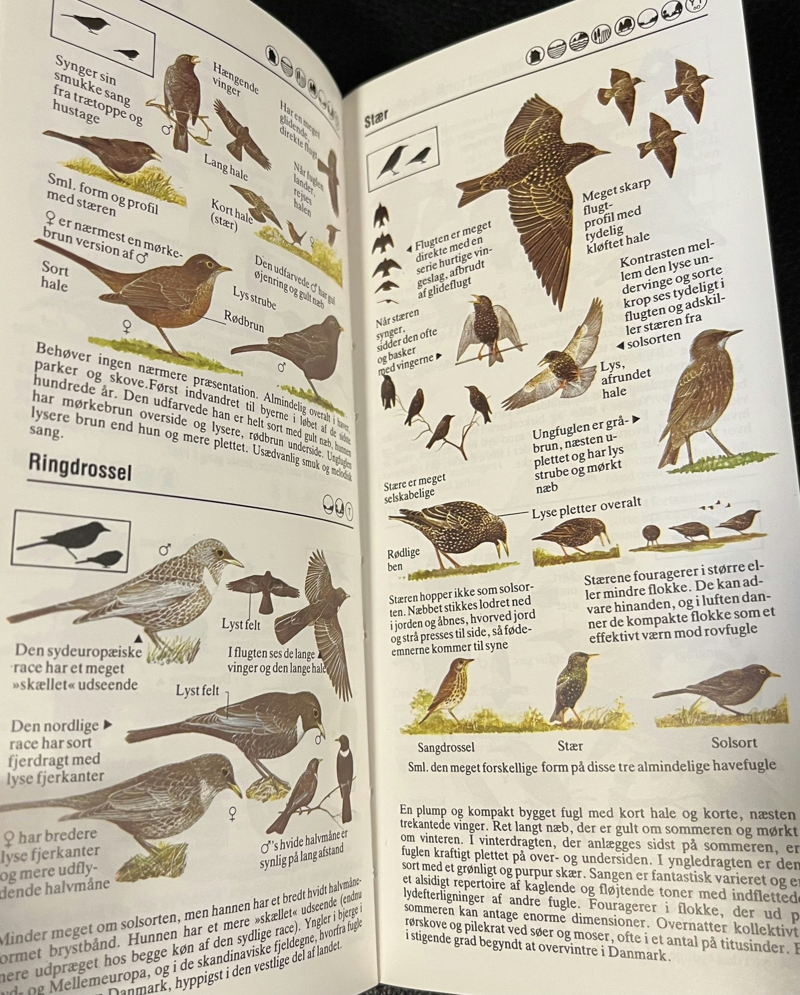 Fugleguide