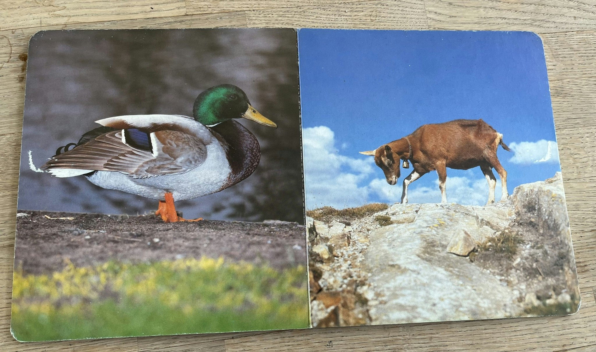 Kender du dyrene?