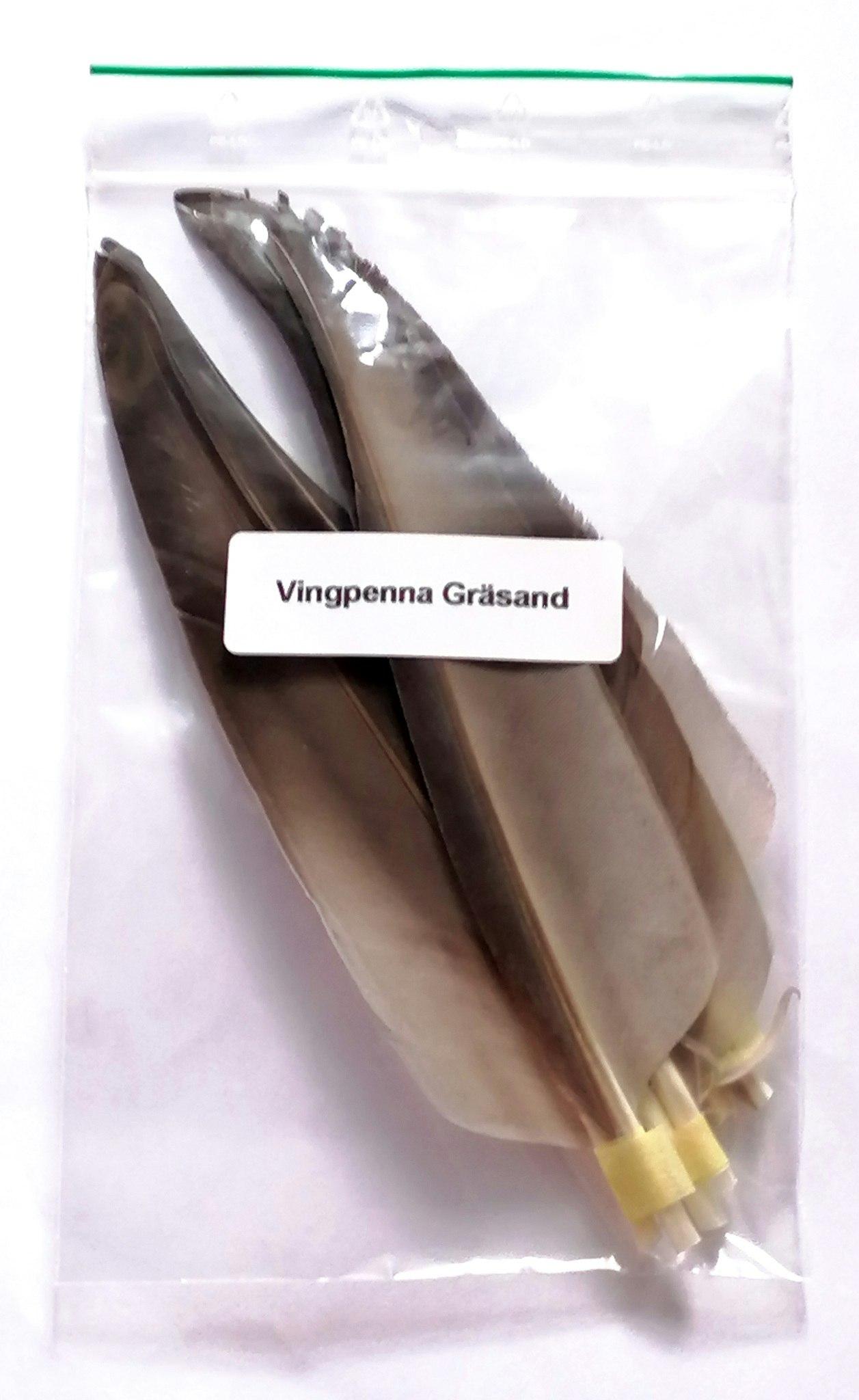 Vingpenna Gräsand