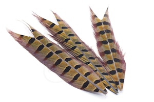 Ring-Neck Centre Tail Feathers Segments Natural