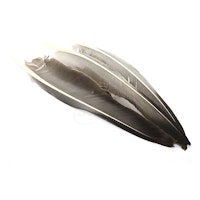 Troutline Wild Goose Primary Quill Feathers 2 par