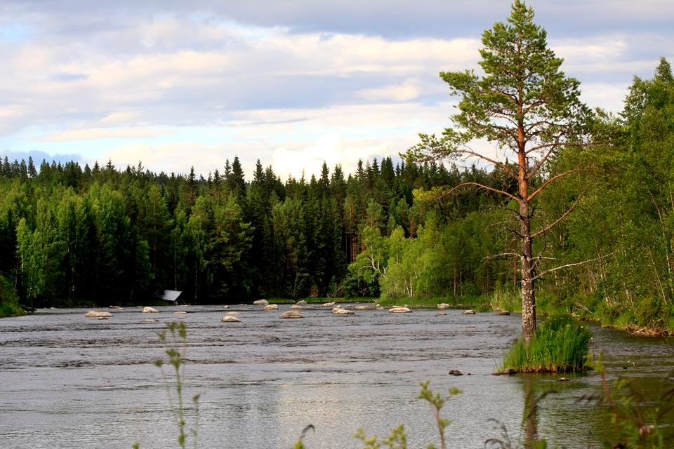 Flugfiske hos Lars-Åke Olsson i Gimån