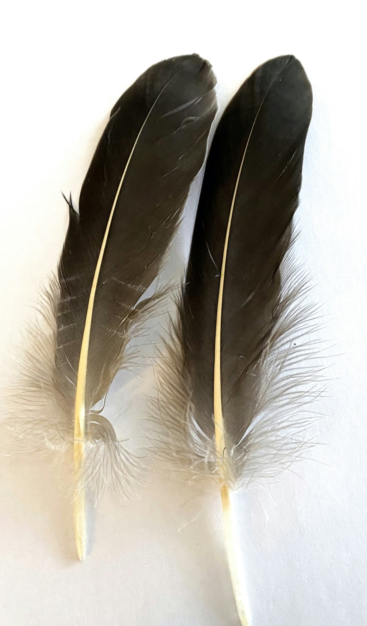 Goose Quills Natural Grey