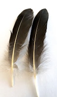 Goose Quills Natural Grey