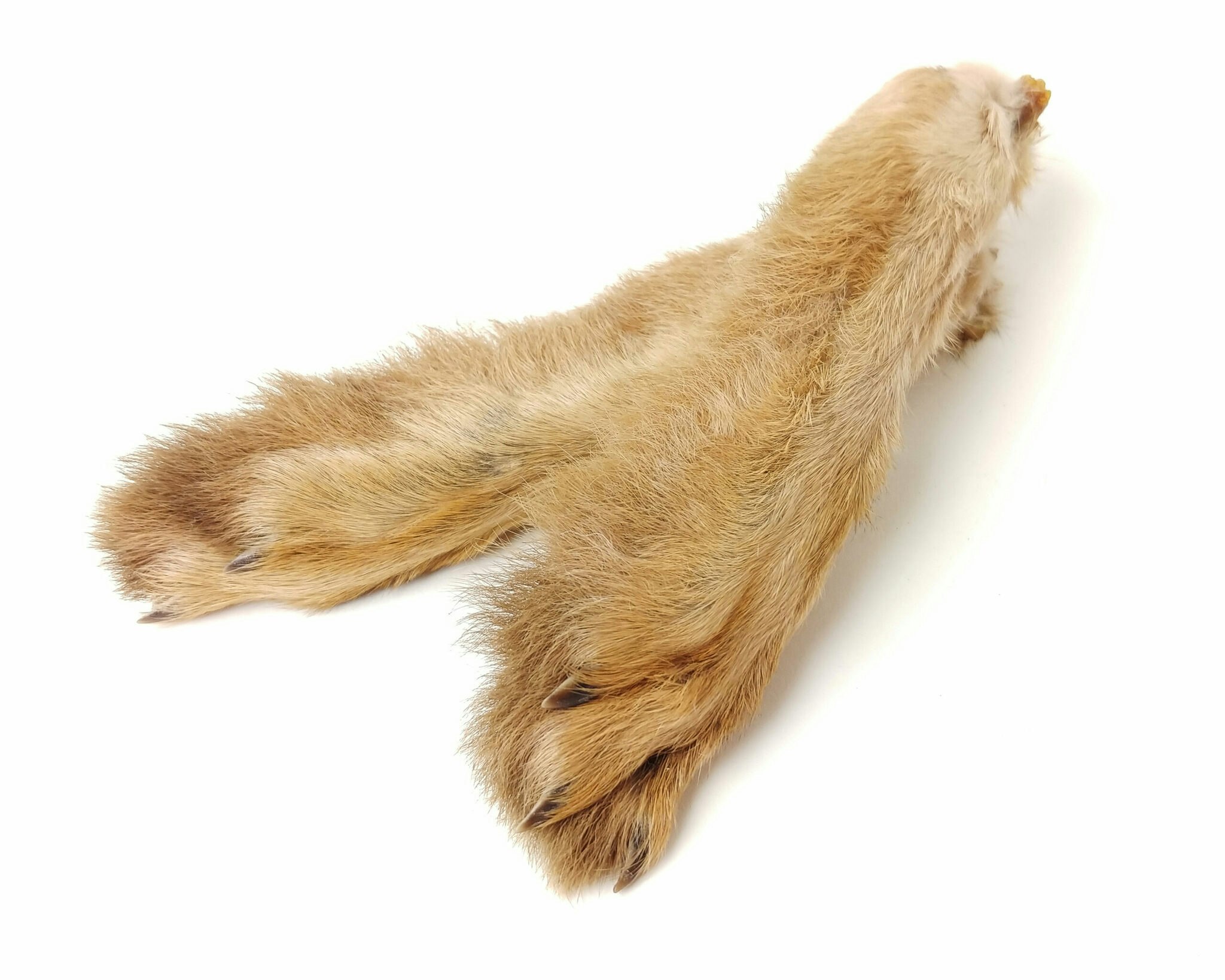Hares Feet Wapsi