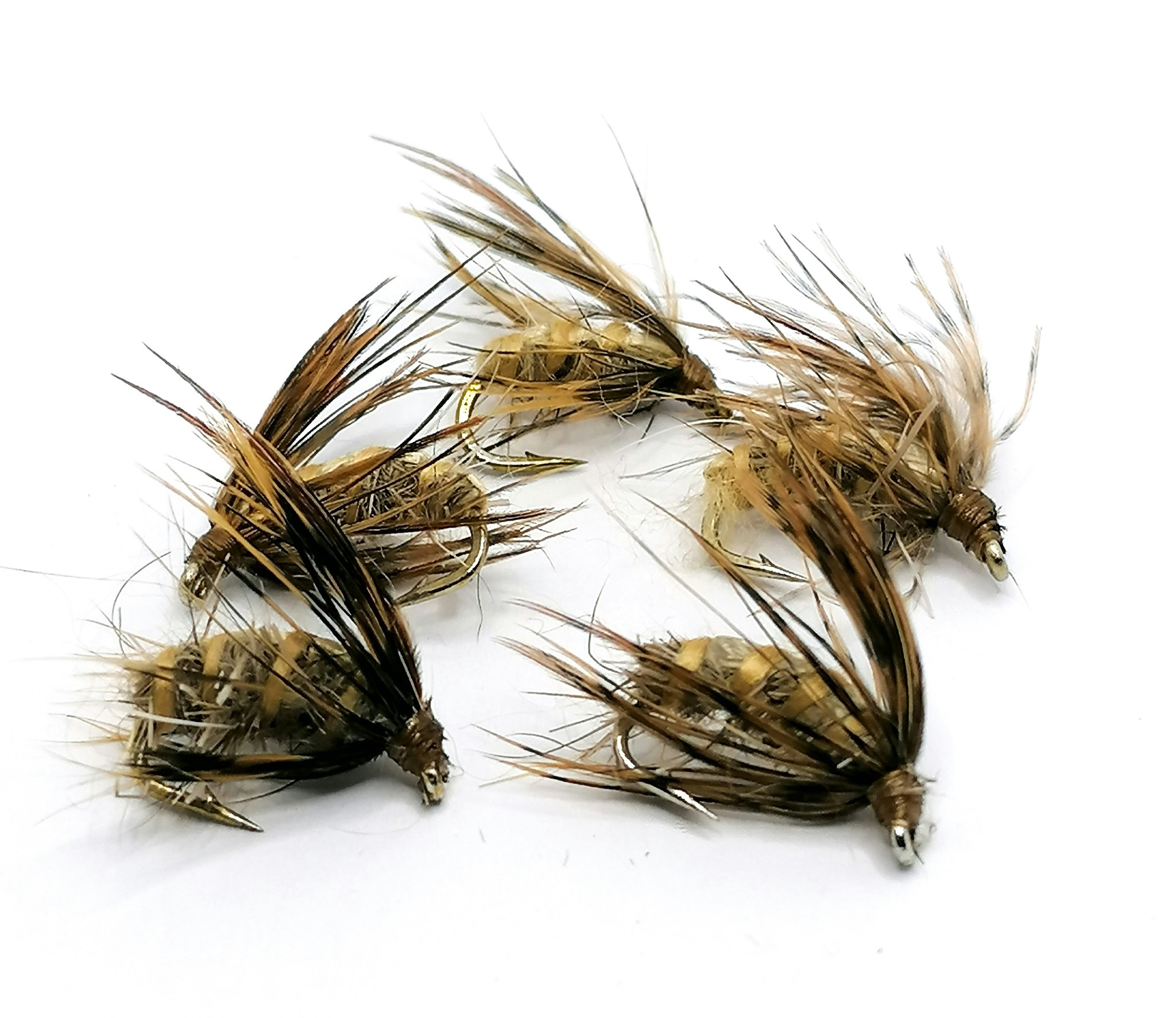 Dark Brown pupa #12
