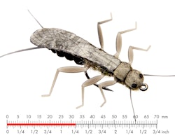 Stonefly Realistic Wing Material J:son