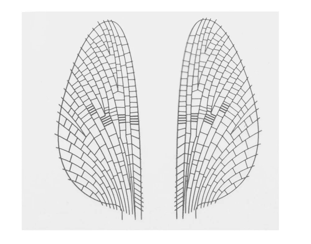 Mayfly Realistic Wing Material J:son