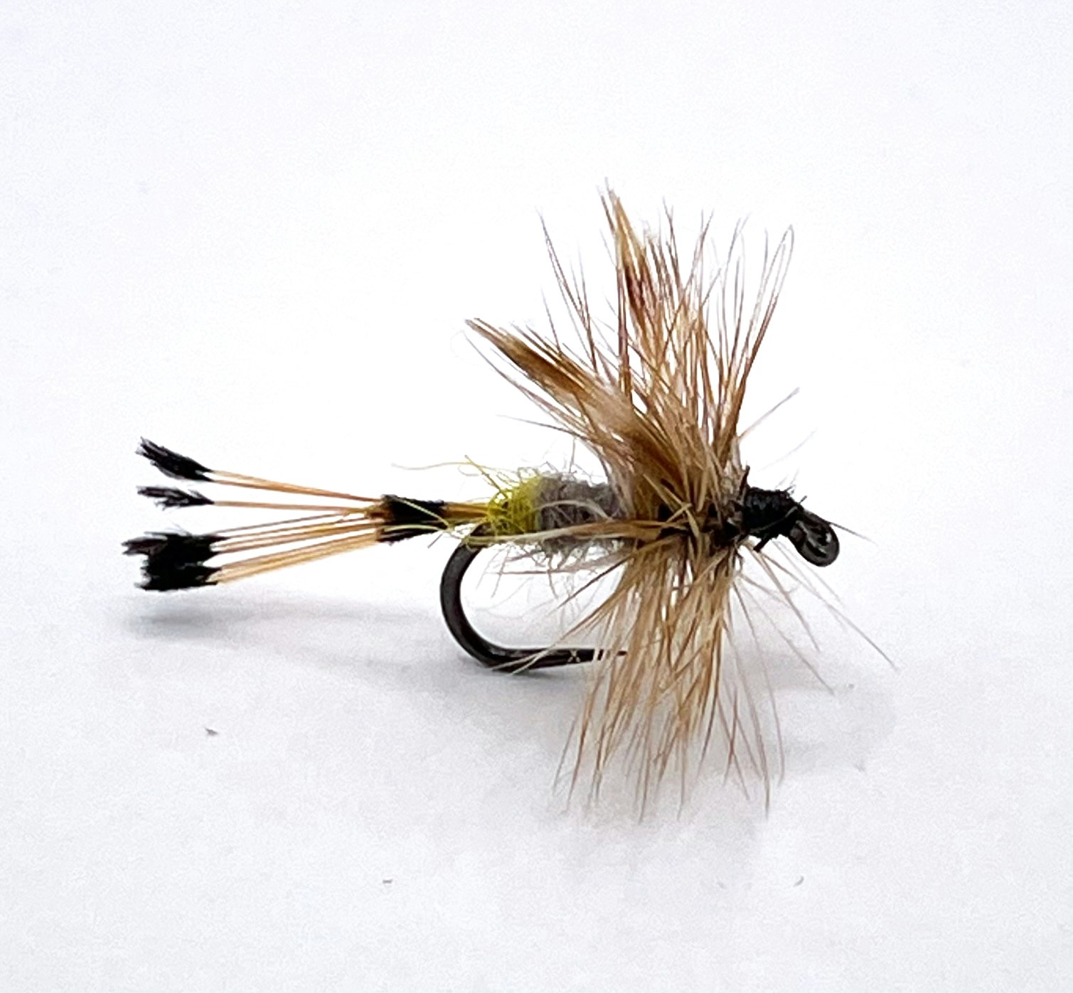 Royal Adams Female #14