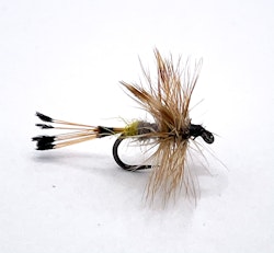 Royal Adams Female #14