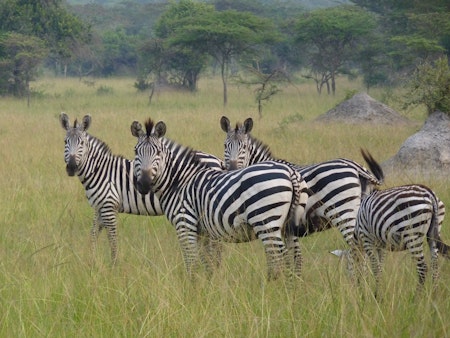 Uganda Nov Safari 2025