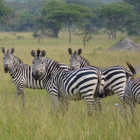 Uganda July Safari 2024