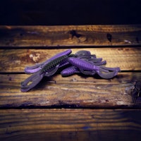 Knuckle Dragger  Happy Violet  (6Pack)
