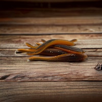 Rib Leech  Black/Orange Uv  (8pack)