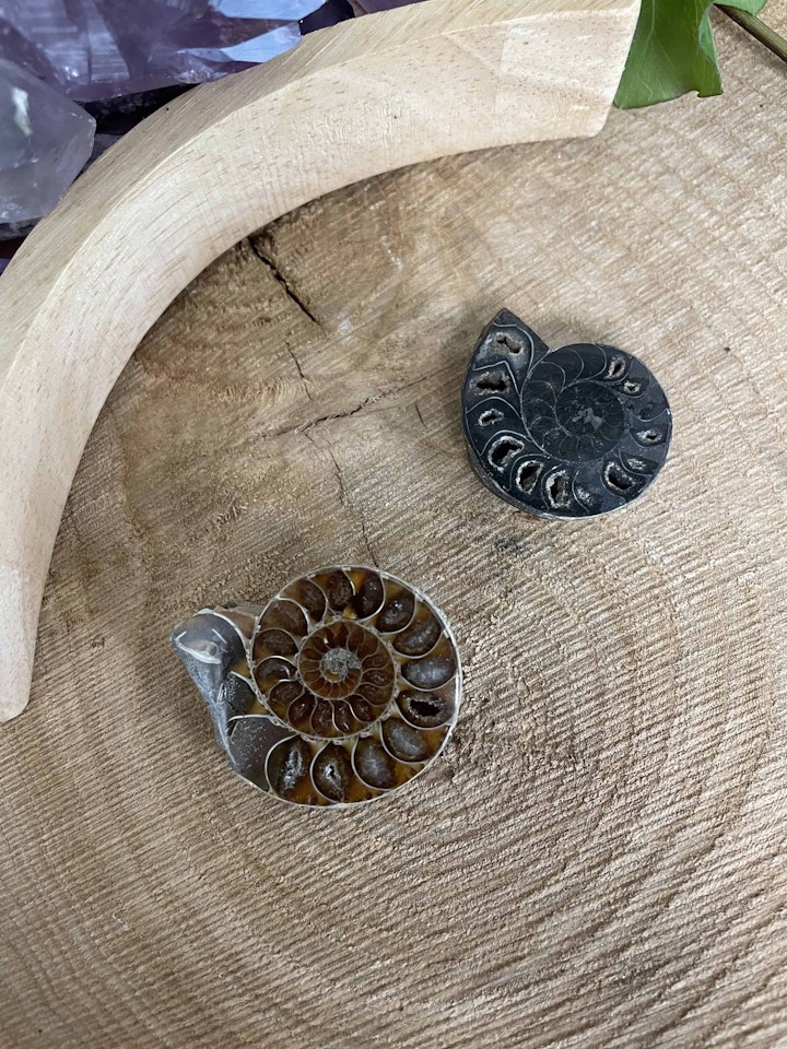 Ammonit fossil med mönster