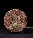 Ammonit platta