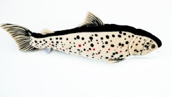 Öring - 43 cm - Gosedjur - Orginalet -