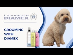 Diamex Diano Special Shampoo
