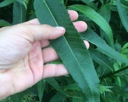 Salix, Stickling    100 st