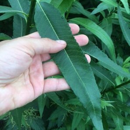 Salix, Stickling    100 st