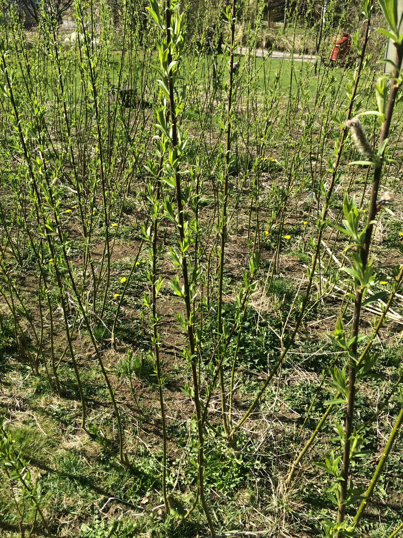 Biodlingsmix av Salix, Stickling    100 st