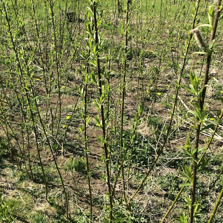 Biodlingsmix av Salix, Stickling    100 st