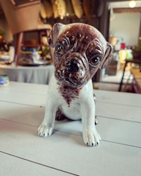 Hund porslin
