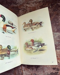 Bok