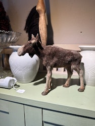 Älg